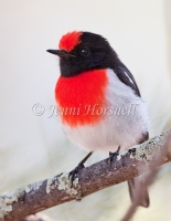 Red-capped Robin - Petroica goodenovii 3