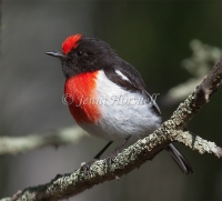 Red-capped Robin - Petroica goodenovii