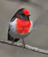 Red-capped Robin - Petroica goodenovii 5