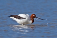 Red-necked Avocet - Recurvirostra novaehollandiae 2443