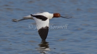 Red-necked Avocet - Recurvirostra novaehollandiae 2524