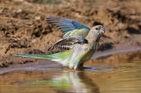 Red-rumped Parrot - Psephotus haematonotus 1480