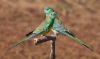 Red-rumped Parrot - Psephotus haematonotus 7898