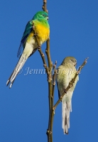 Red-rumped Parrot - Psephotus haematonotus 9216