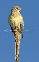 Red-rumped Parrot - Psephotus haematonotus 9243