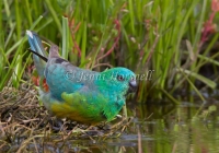 Red-rumped Parrot - Psephotus haematonotus 7639