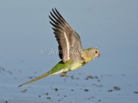 Red-rumped Parrot - Psephotus haematonotus 4638