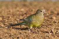 Red-rumped Parrot - Psephotus haematonotus 4639