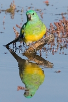 Red-rumped Parrot - Psephotus haematonotus 1803
