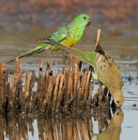 Red-rumped Parrot - Psephotus haematonotus 3645