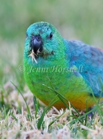 Red-rumped Parrot - Psephotus haematonotus