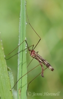 Cranefly_3873