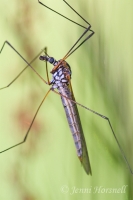 Cranefly_4102