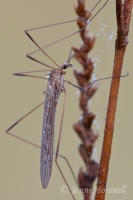 Cranefly_8998