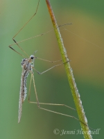 Cranefly__Dew_9523
