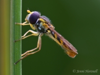 Hoverfly_9869