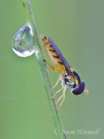 Hoverfly__Dewdrop_9891