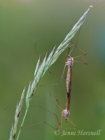 Mating_Craneflies_3570