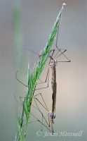Mating_Craneflies_3575_2