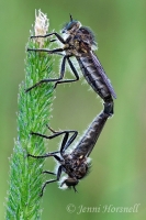 Mating_Robberflies