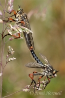 Mating_Robberflies_1506