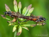 Mating_Robberflies_2