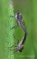 Mating_Robberflies_3