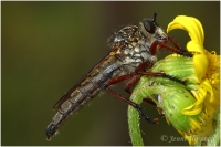 Robber_fly_on_Daisy