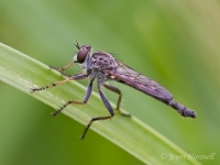 Robberfly_1180