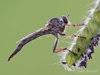 Robberfly_2483
