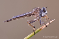 Robberfly_2496