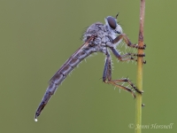 Robberfly_2979