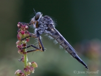 Robberfly_3702