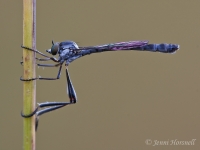 Robberfly_3709