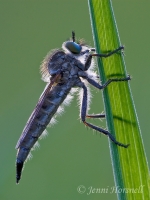 Robberfly_3715