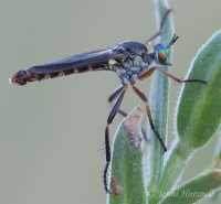 Robberfly_6459