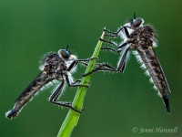 Robberfly_Pair