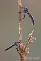 Robberfly_Pair_6393