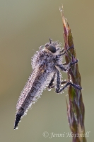 Robberfly__Dew_3804