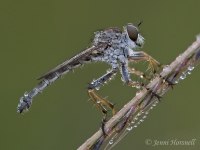 Robberfly__Dew_4152