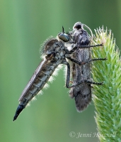 Robberfly_with_Moth_