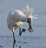 Royal Spoonbill  - Platalea regia 5