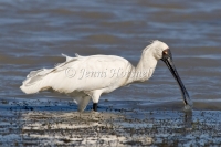 Royal Spoonbill  - Platalea regia5703