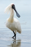 Royal Spoonbill  - Platalea regia 4