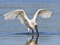 Royal Spoonbill  - Platalea regia