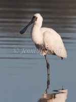 Royal Spoonbill  - Platalea regia 1011