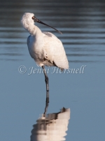 Royal Spoonbill  - Platalea regia 1014