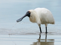 Royal Spoonbill  - Platalea regia 2