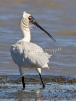 Royal Spoonbill  - Platalea regia 5709