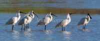 Royal Spoonbill  - Platalea regia 3